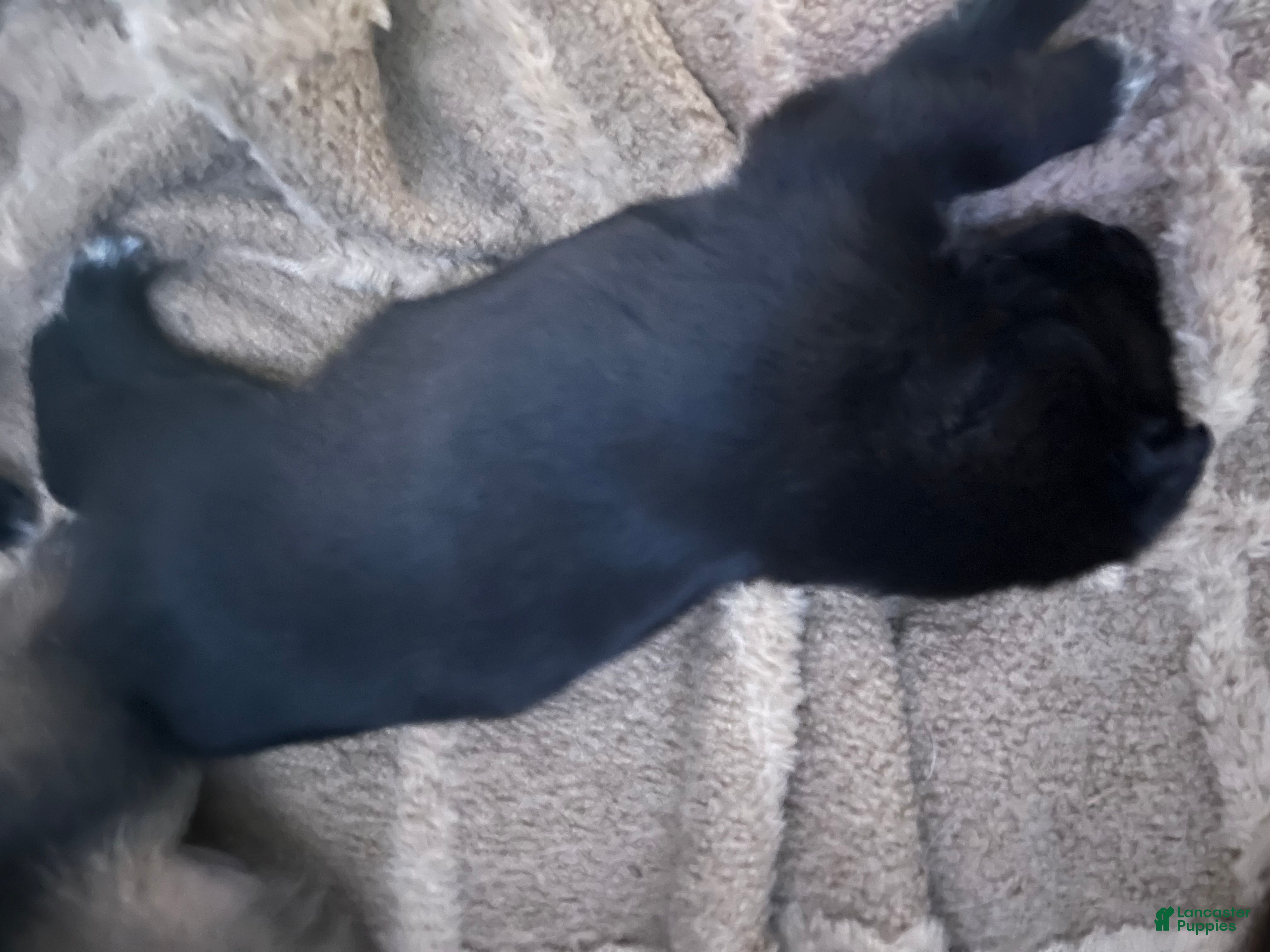 Mixed Breed dogs Mixed Breed Puppy 4 - Ad 34