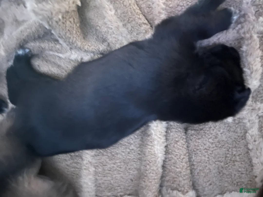 Mixed Breed dogs for sale: Mixed Breed Puppy 4 - Ad 1