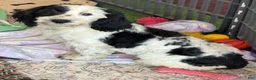 Labradoodle dogs for sale: Oreo - Ad 8