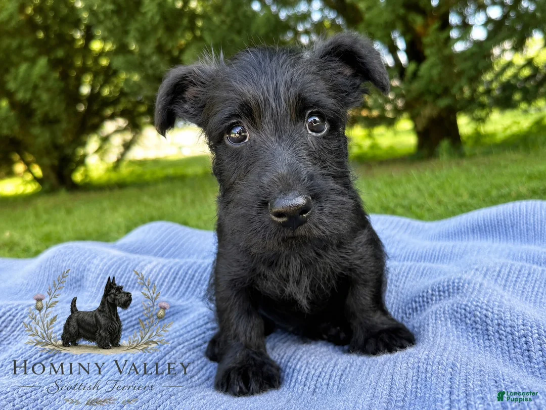 Scottish Terrier dogs for sale: Laird-AKC-HealthTestedParents - Ad 2
