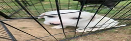 Mixed Breed dogs for sale: Angel - Ad 1