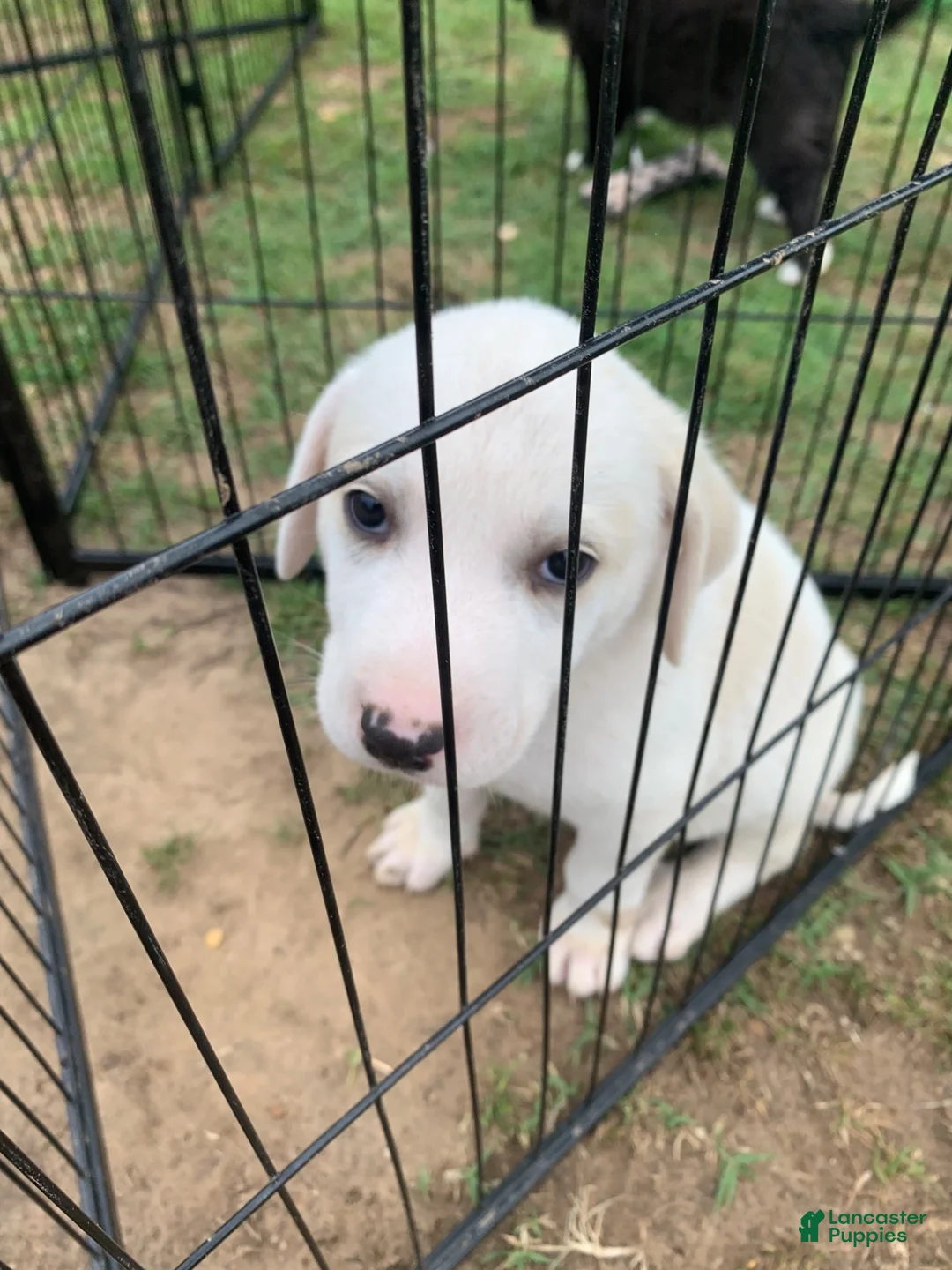 Mixed Breed dogs for sale: Angel - Ad 1