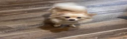 Pomeranian dogs for sale: Pomeranian 1 - Ad 3