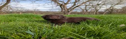 Newfoundland dogs for sale: Haelyn - Ad 7