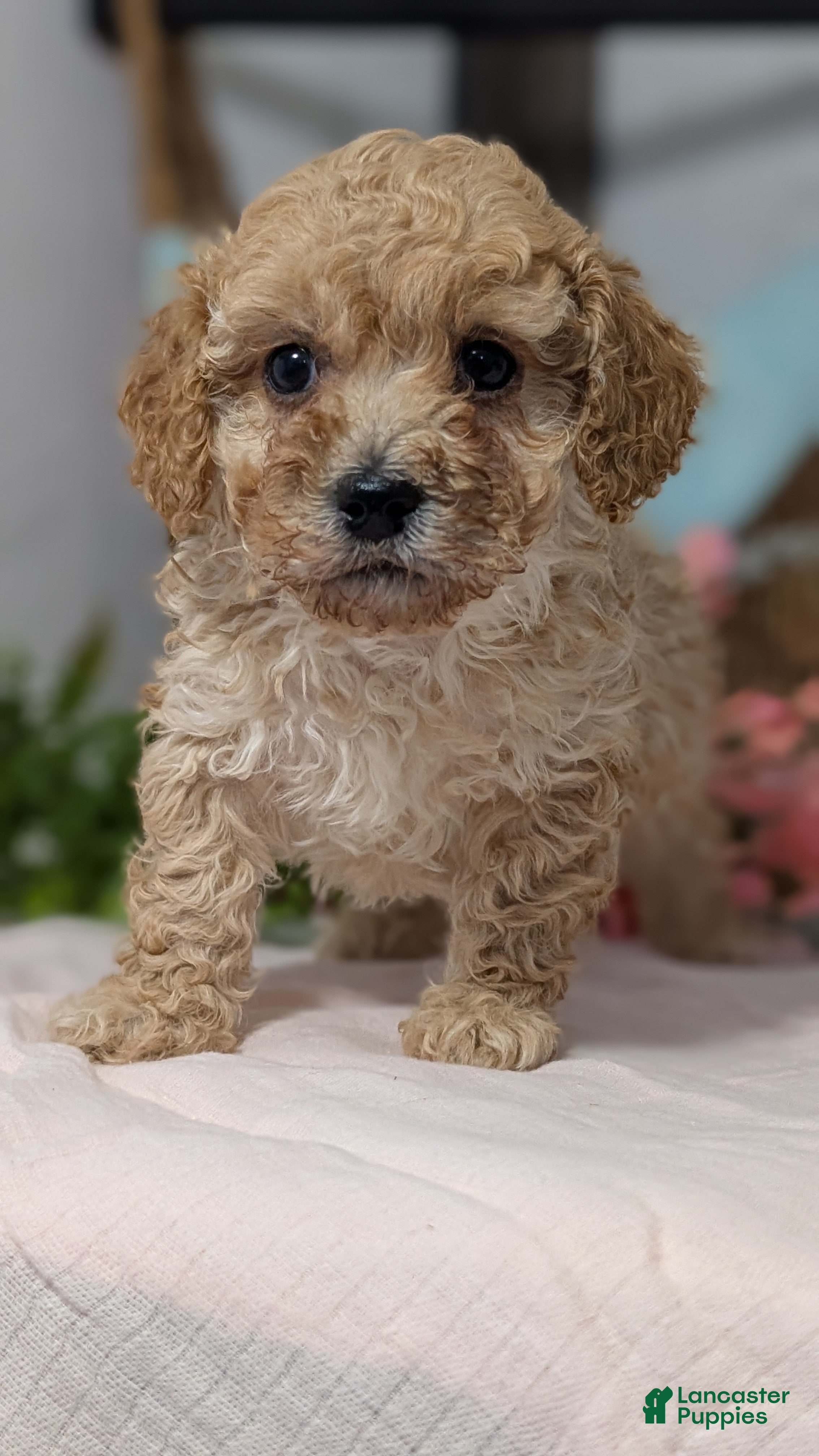 Miniature Poodle dogs Zeus - Ad 5