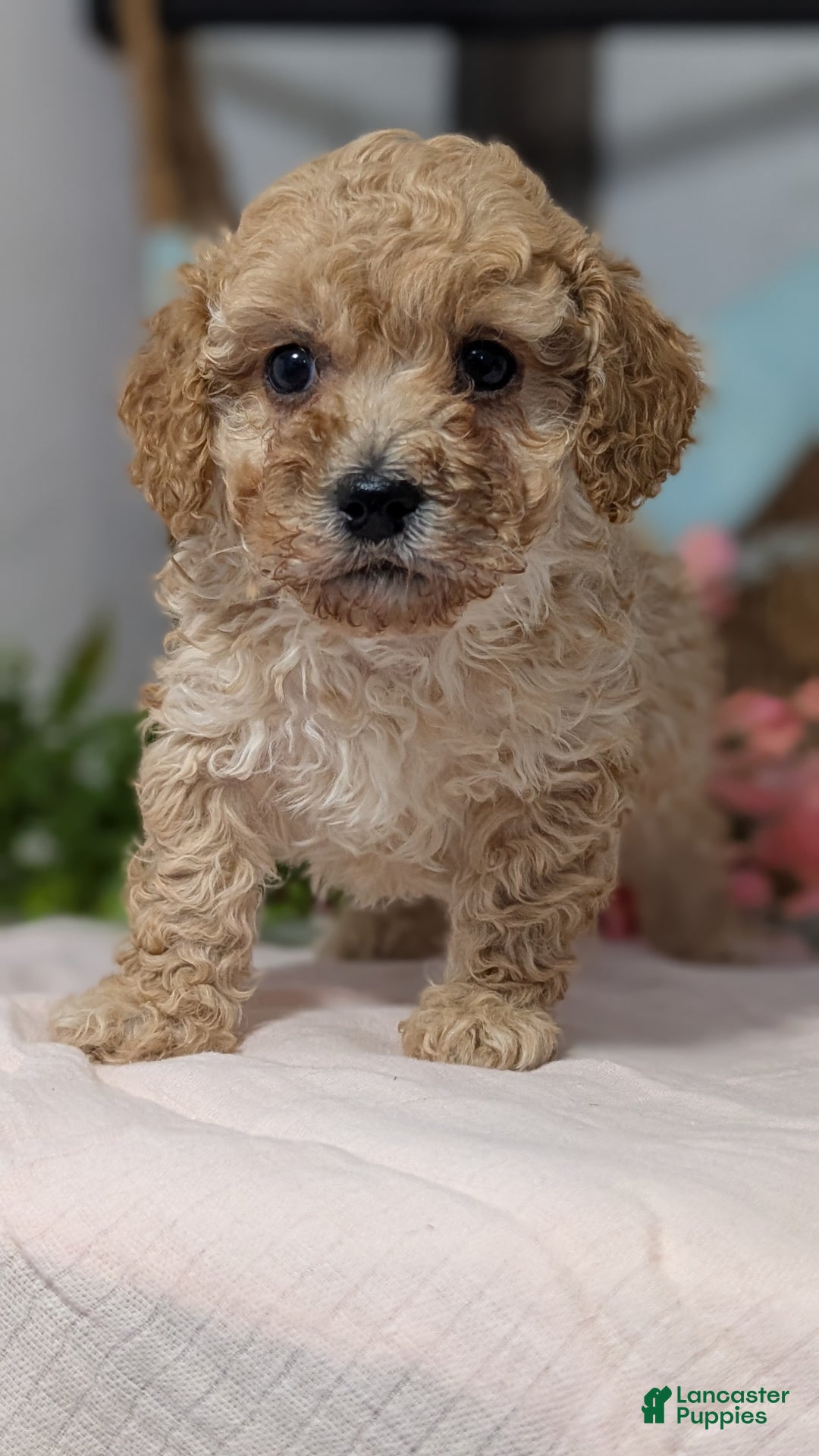 Miniature Poodle dogs for sale: Zeus - Ad 5