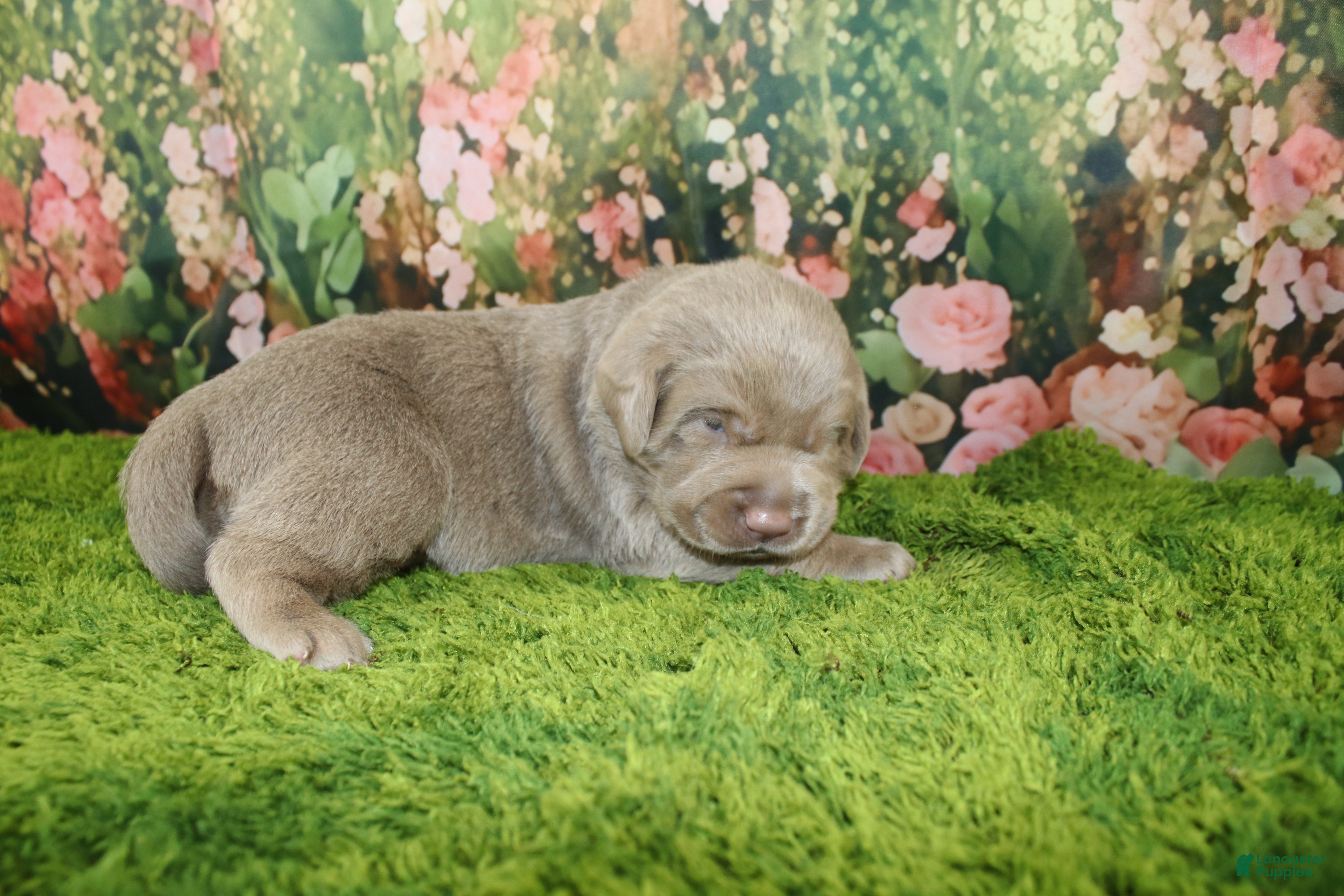 Labrador Retriever dogs Ember - Ad 10