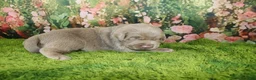 Labrador Retriever dogs for sale: Ember - Ad 1