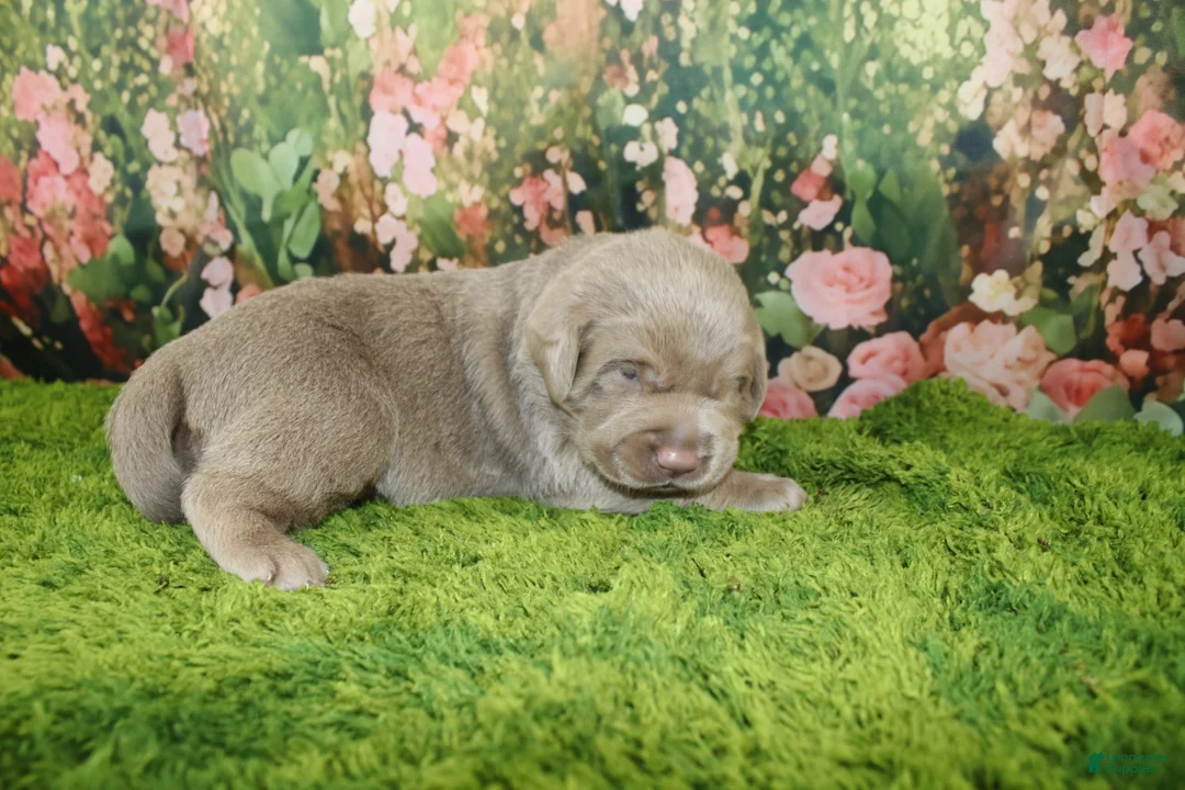 Labrador Retriever dogs for sale: Ember - Ad 1