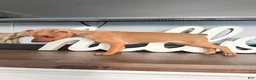 Miniature Pinscher dogs for sale: Miniature Pinscher 3 - Ad 6