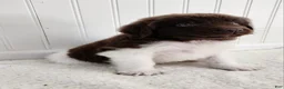 Newfoundland dogs for sale: AKC Ellen - Ad 11