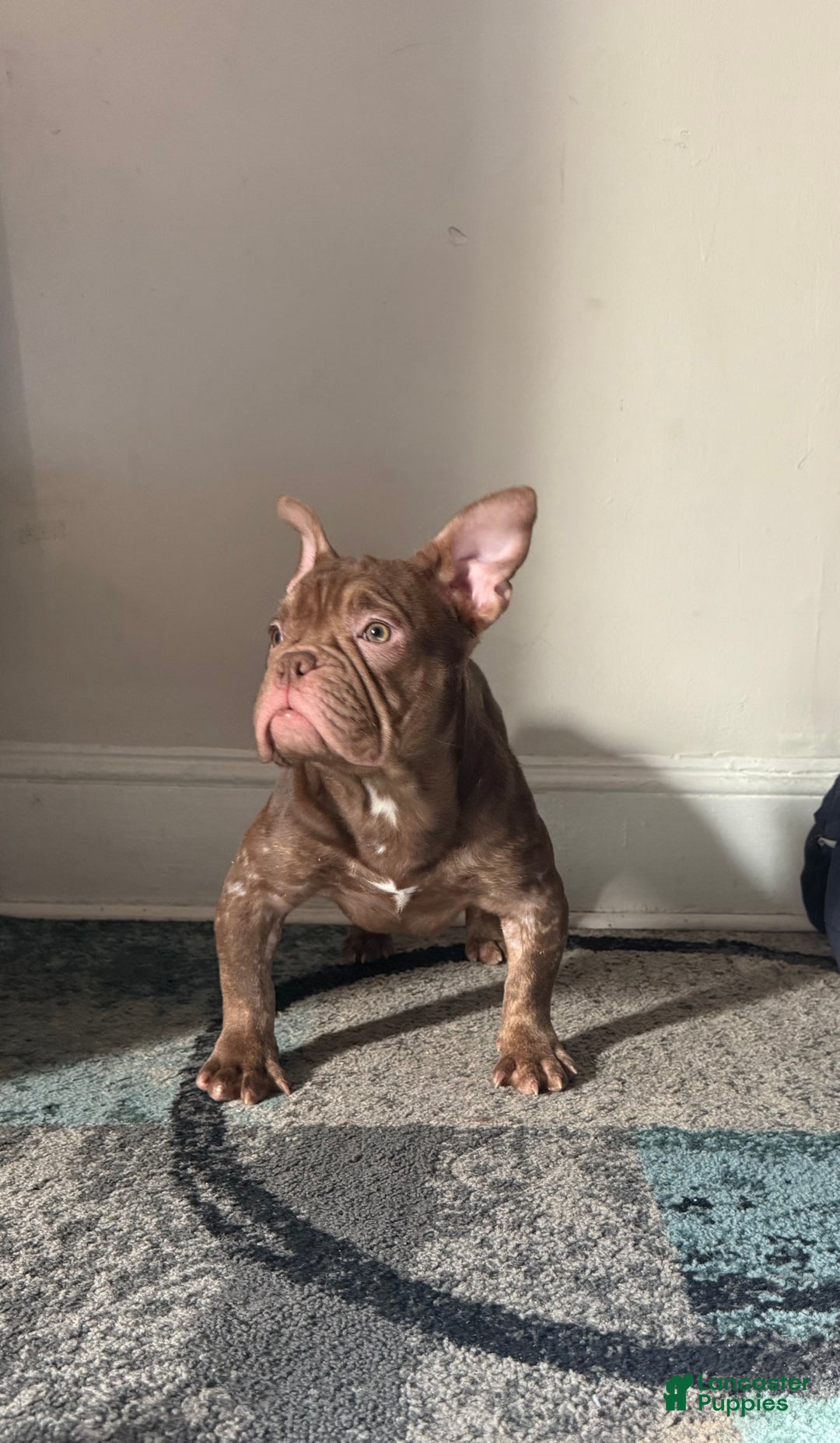 American Bully dogs for sale: American Bully Puppy 5 - Ad 1