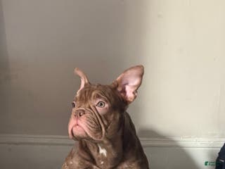 American Bully dogs American Bully Puppy 5 - Ad 38