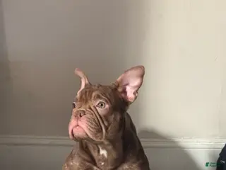 American Bully dogs American Bully Puppy 5 - Ad 9