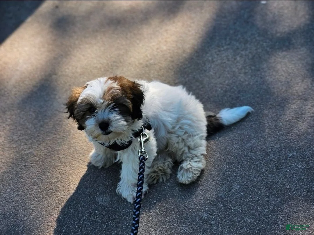 Shihpoo dogs for sale: Coco - Ad 2