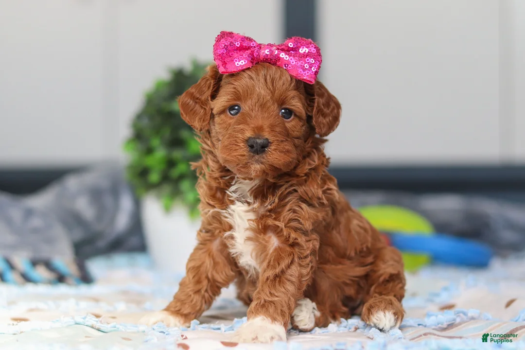 Mini Goldendoodle dogs for sale: Nikki - Ad 2