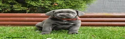 Cane Corso dogs for sale: August - Ad 4