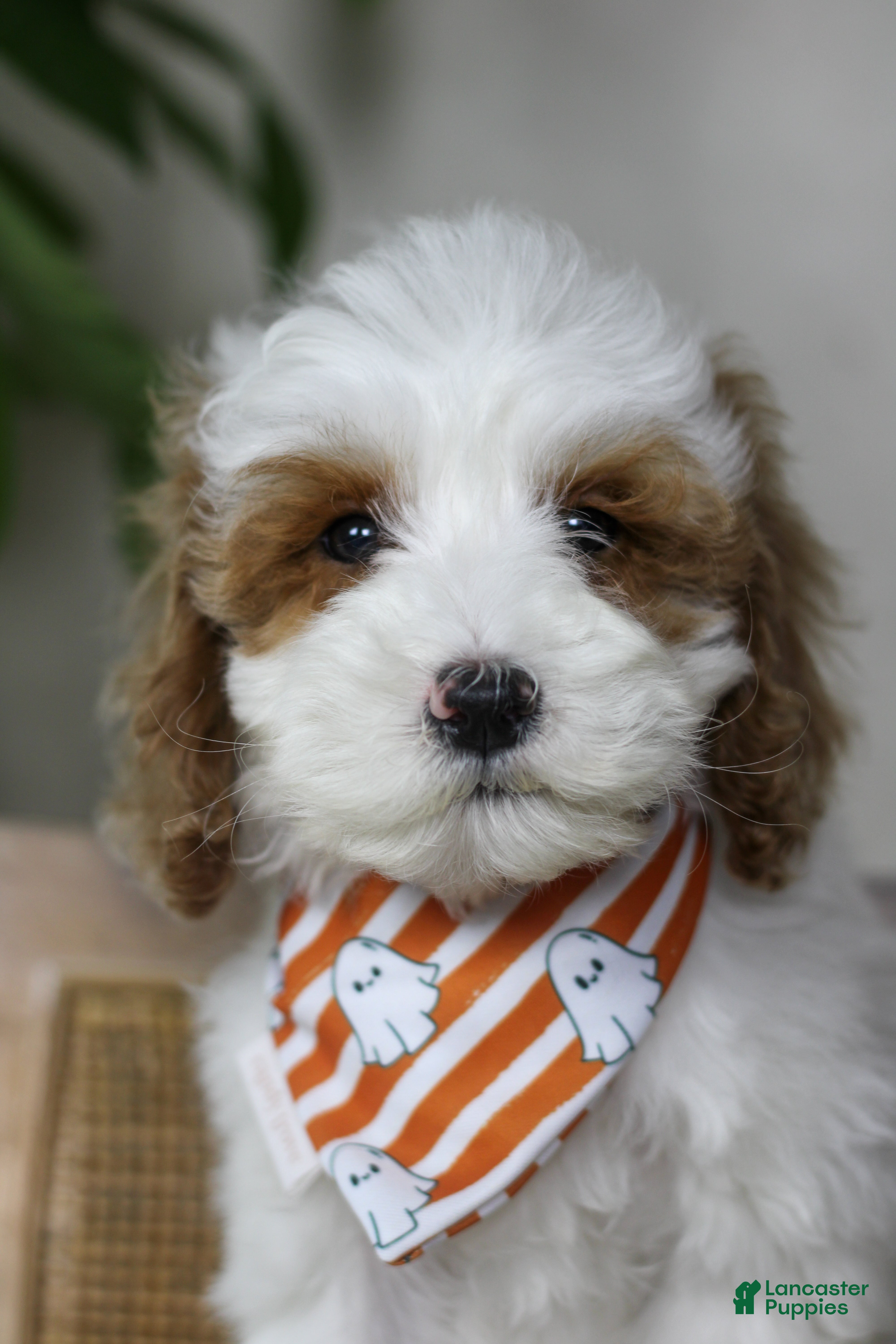 Goldendoodle dogs Sleepy - Ad 2