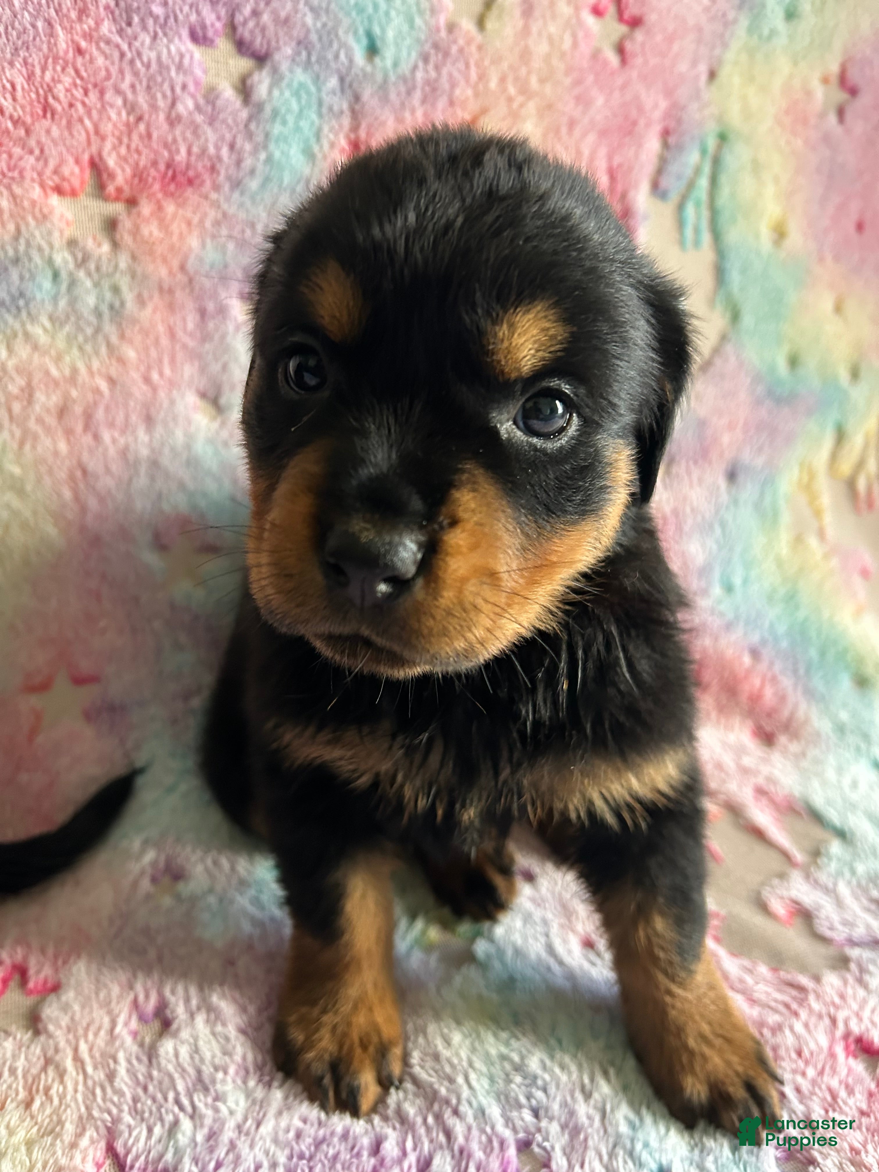Rottweiler dogs for sale: Buster - Ad 1