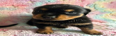 Buster