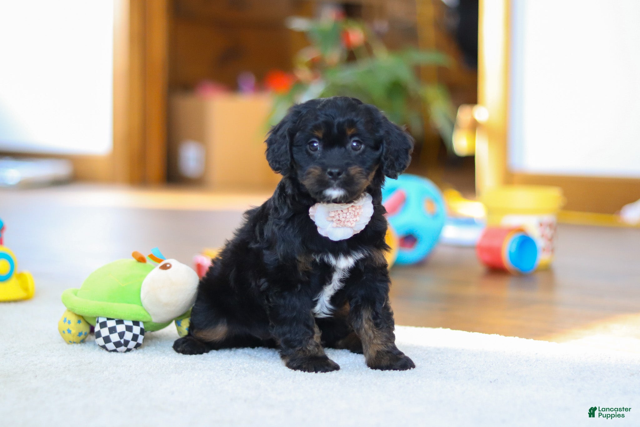 Cavapoo dogs Star - Ad 1