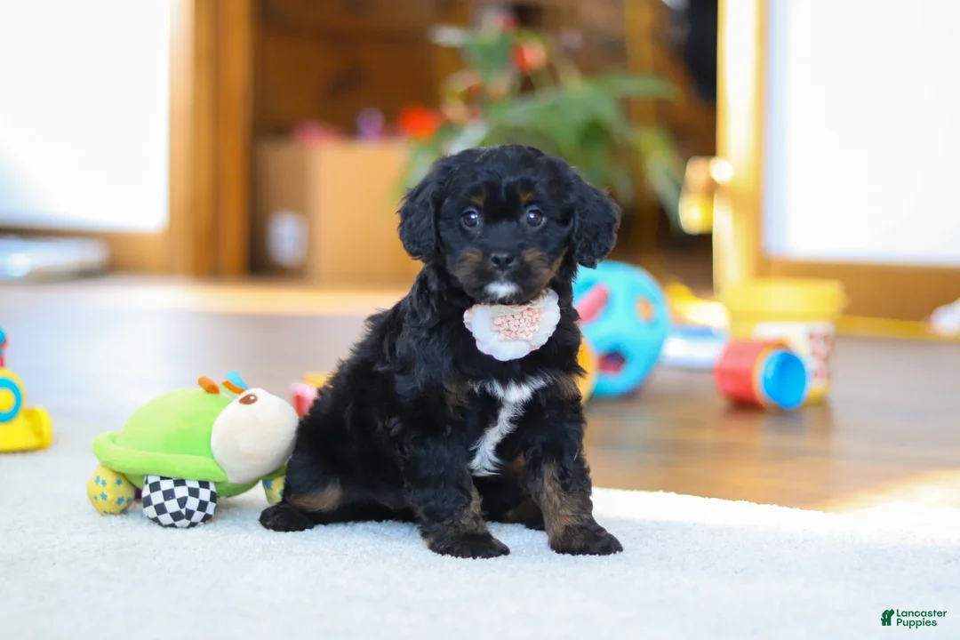 Cavapoo dogs for sale: Star - Ad 1