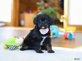 Cavapoo dogs Star - Ad 1