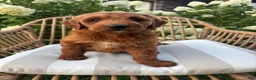 Mini Goldendoodle dogs for sale: Millie - Ad 3