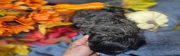 Maltipoo dogs for sale: Jack - Ad 9