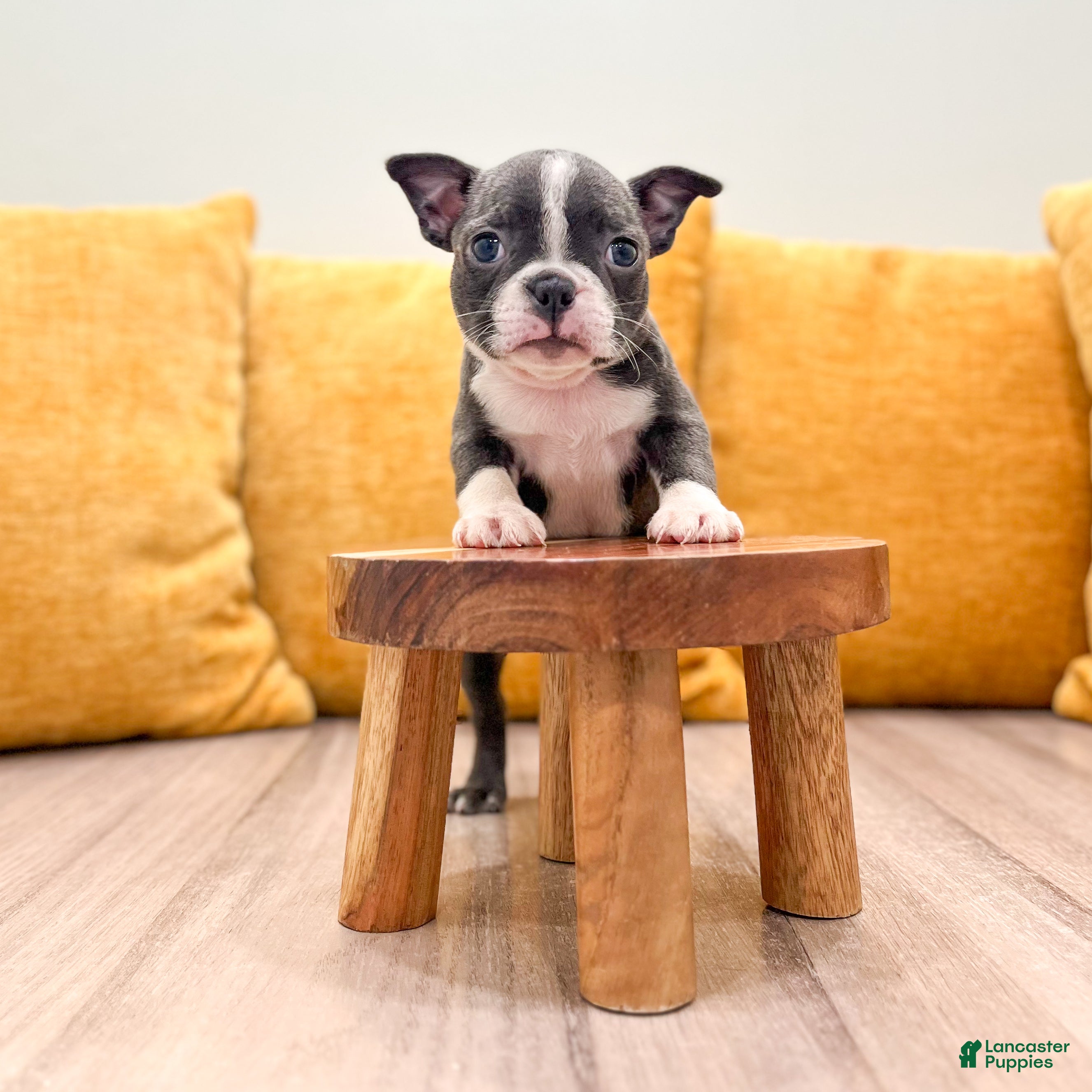 Boston Terrier dogs Allison - Ad 2