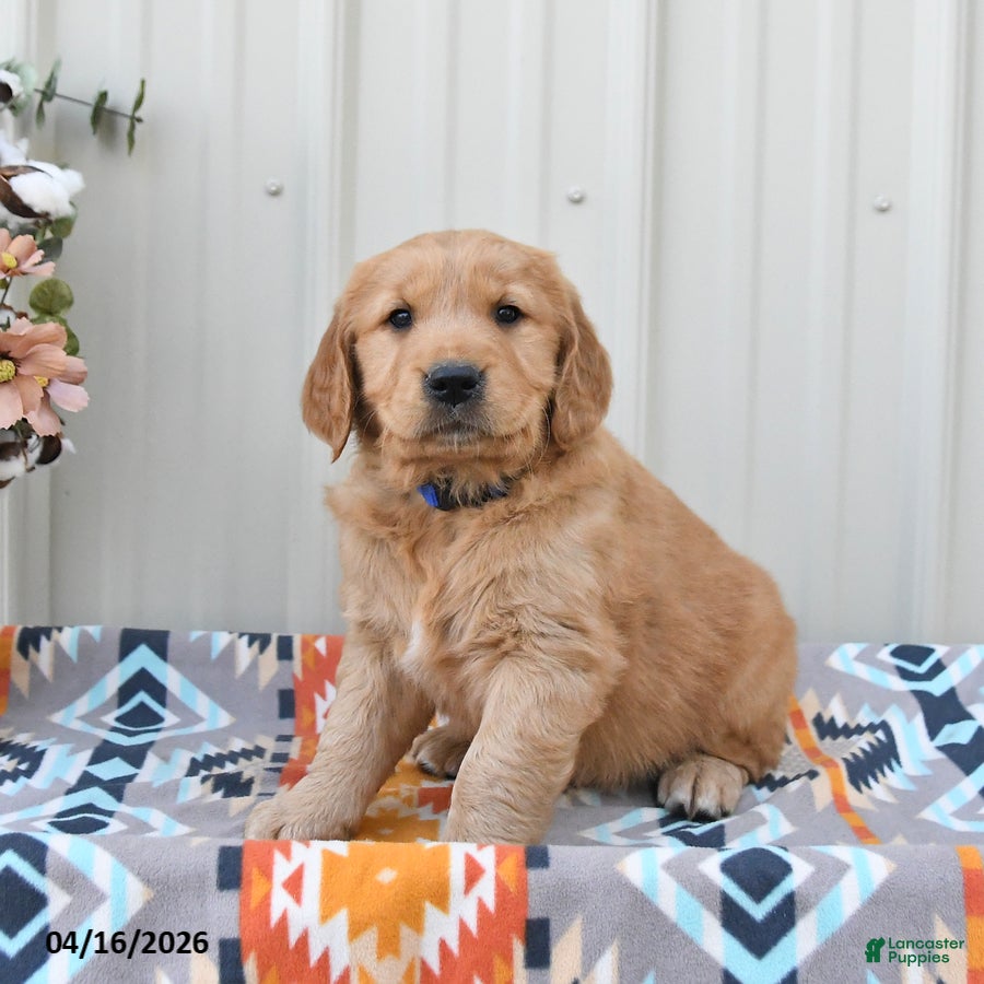 Golden Retriever dogs Goose - Ad 2