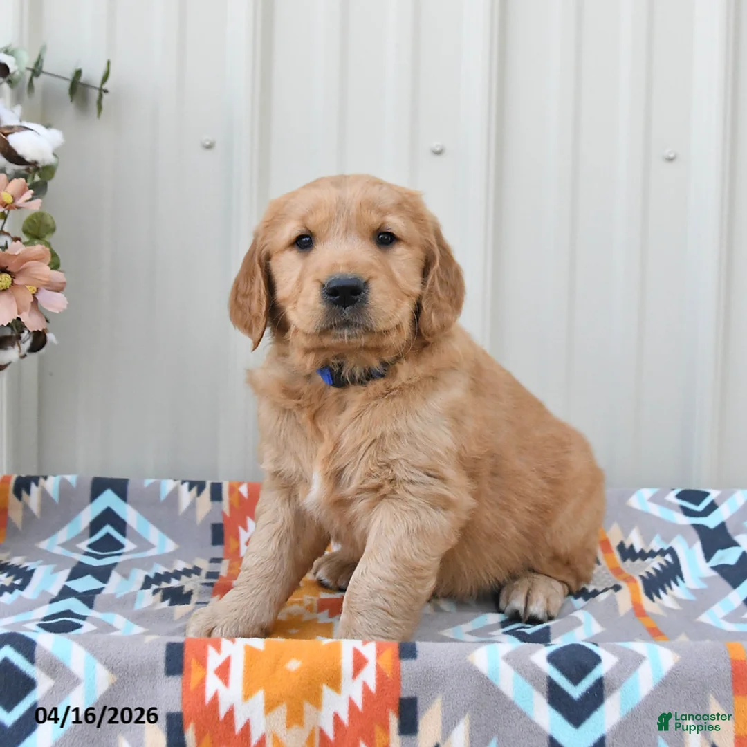 Golden Retriever dogs for sale: Goose - Ad 2