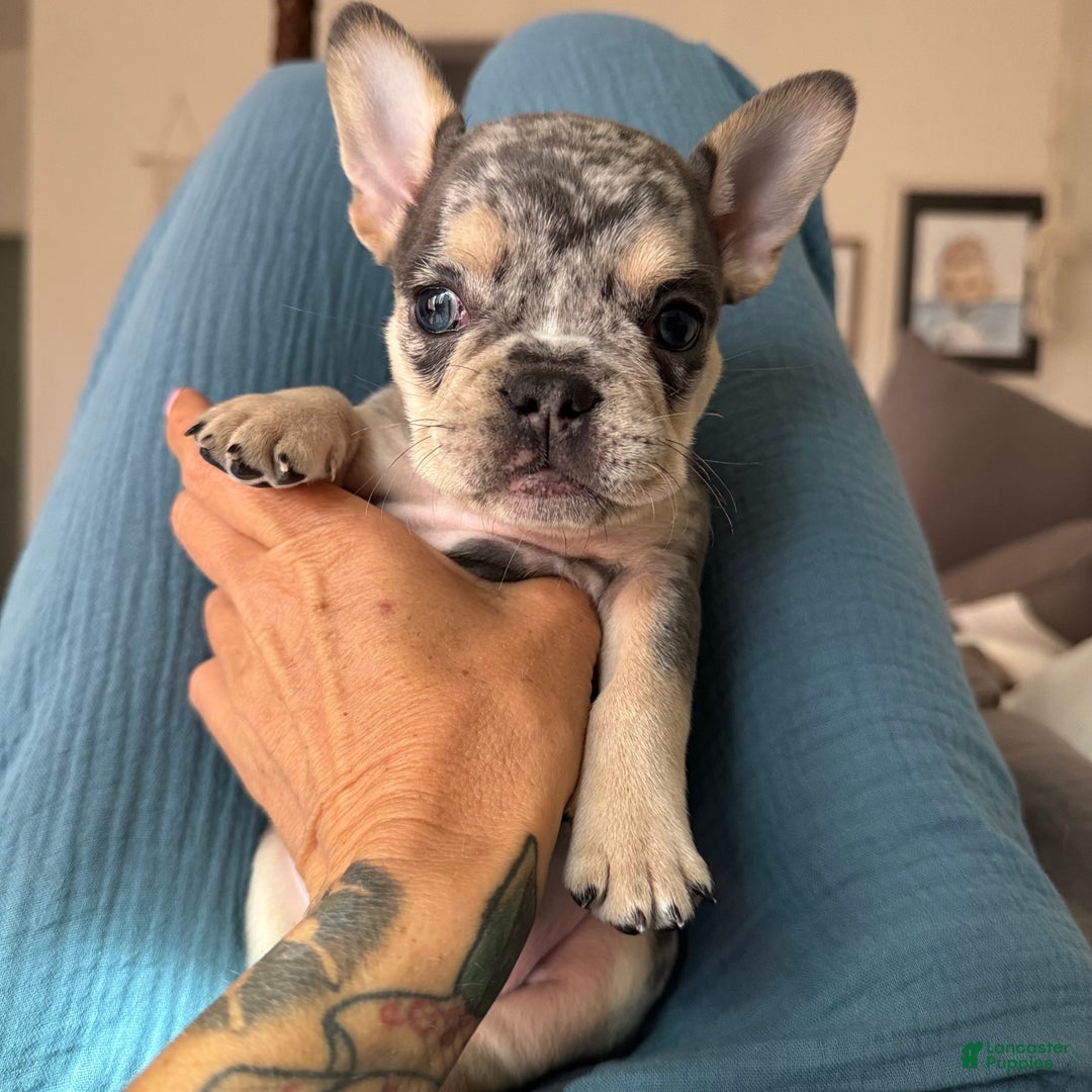 Gallery Image {{count}}