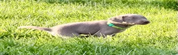 Labrador Retriever dogs for sale: Piper - Ad 4