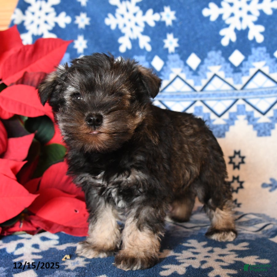 Miniature Schnauzer dogs Otto - Ad 25