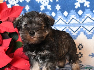 Miniature Schnauzer dogs Otto - Ad 26