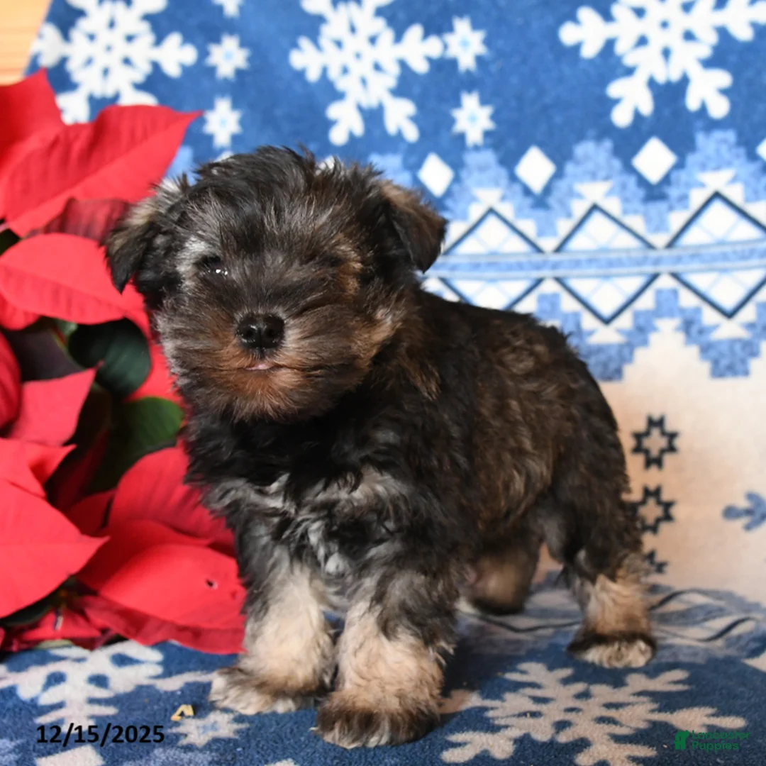 Miniature Schnauzer dogs for sale: Otto - Ad 1