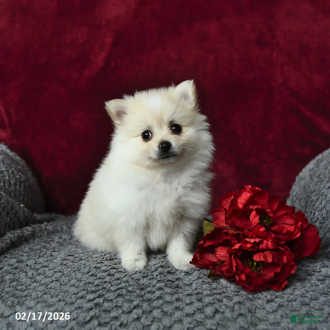 Pomeranian dogs for sale: Scout - Ad 2