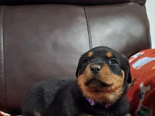 Rottweiler dogs Rottweiler Puppy 4 Purple Girl - Ad 8