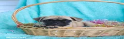 Pug dogs for sale: Bonnie - Ad 3