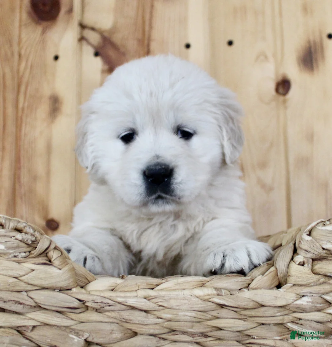 Golden Retriever dogs for sale: Cookie - Ad 7