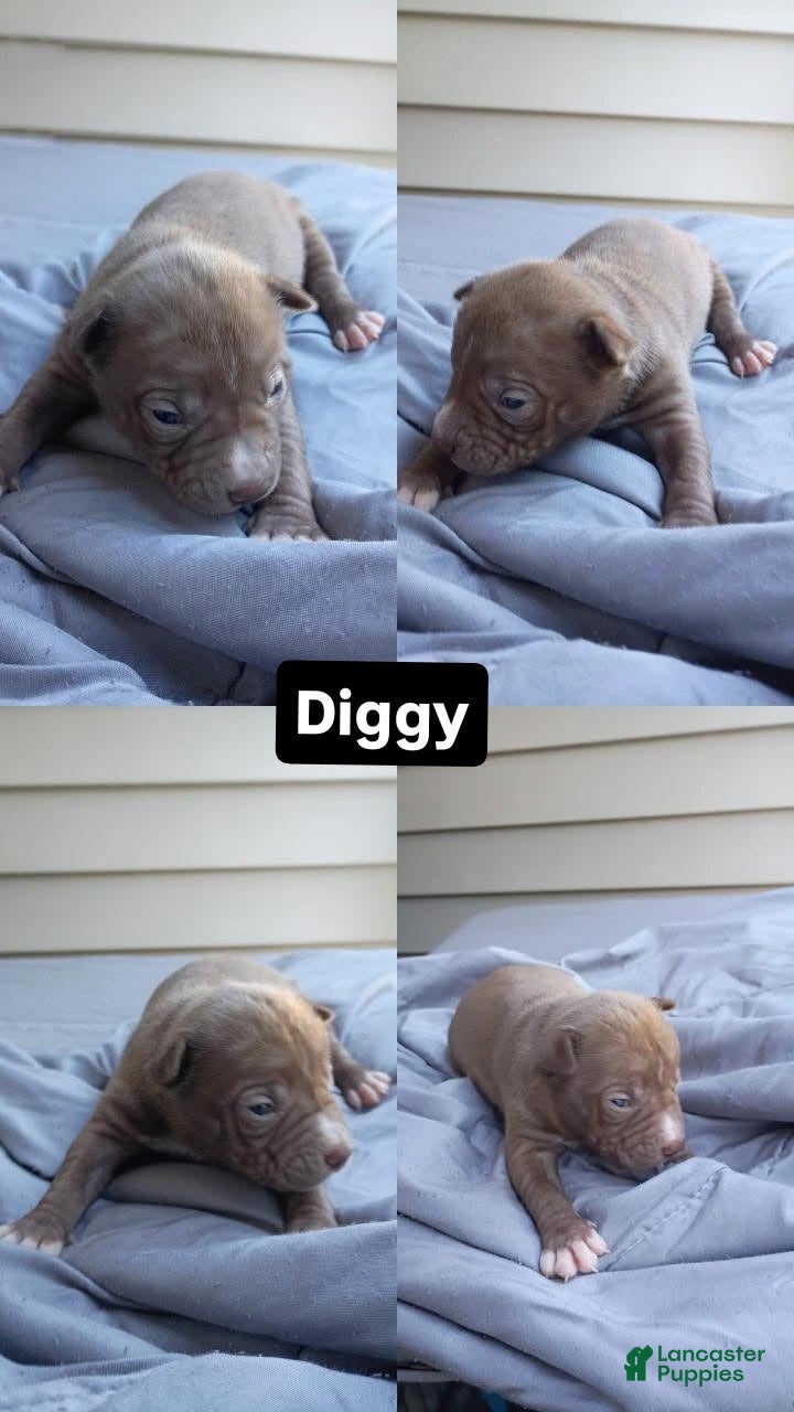 Diggy