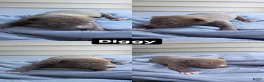 Diggy