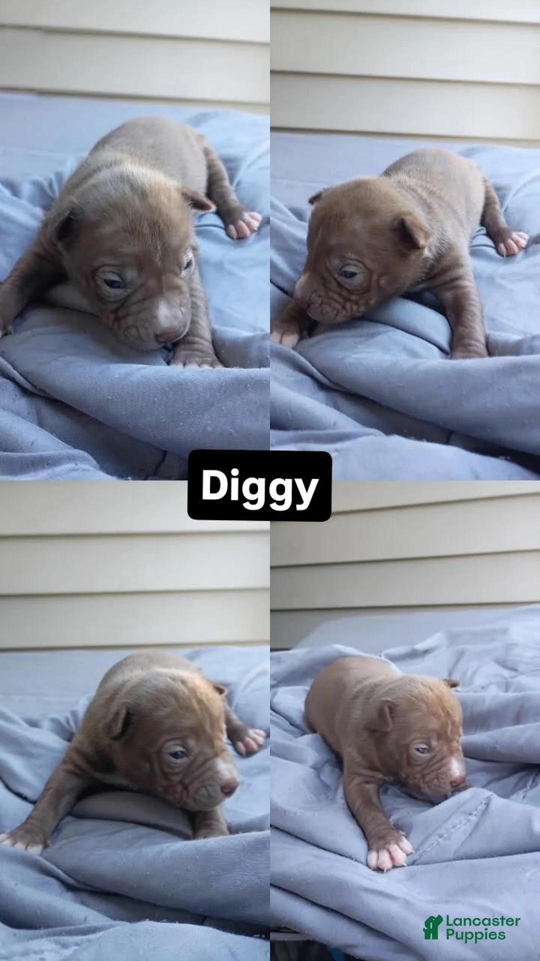German Shepherd dogs for sale: Diggy - Ad 1