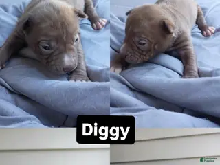 German Shepherd dogs Diggy - Ad 5