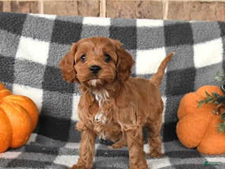 Cavapoo dogs - Ad 41