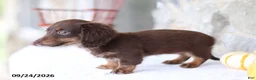 Miniature Dachshund dogs for sale: Tessa - Ad 3