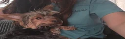Yorkshire Terrier dogs for sale: Hannah.  - Ad 1