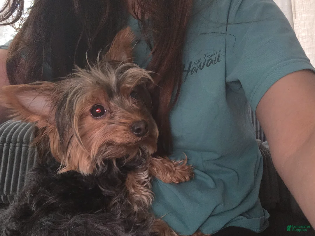 Yorkshire Terrier dogs for sale: Hannah.  - Ad 1