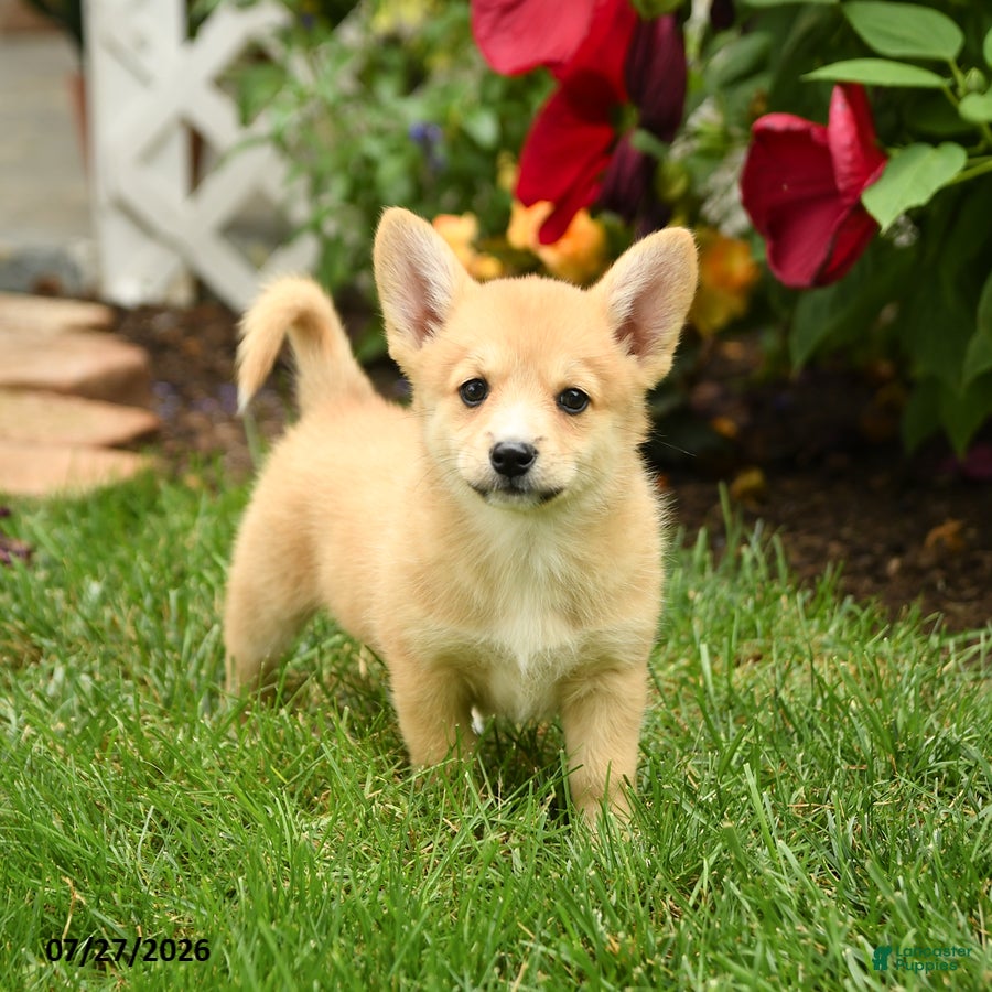 Mixed Breed dogs Lindsay - Ad 1